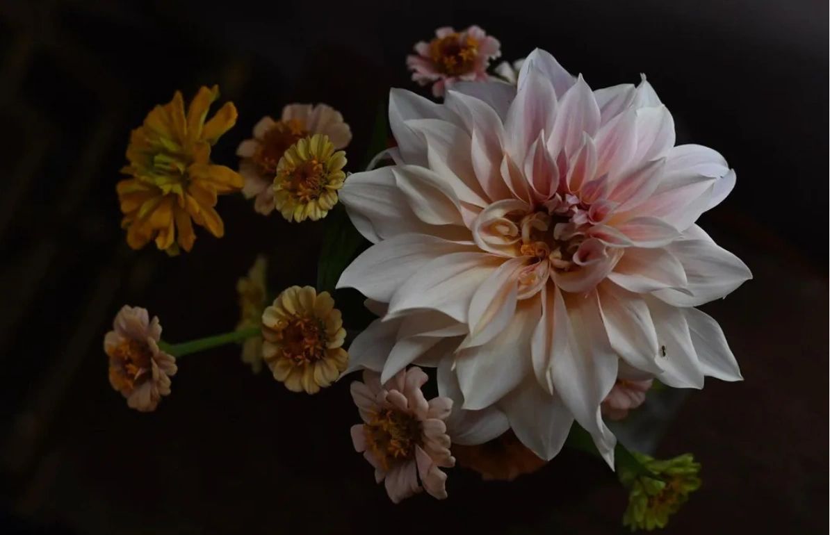 Blue Moon Flower Farm